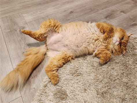 คlex in Bangkok on Twitter: "If there was an OnlyFans for cats.... https://t.co/pJ6HJhXlL1 ...