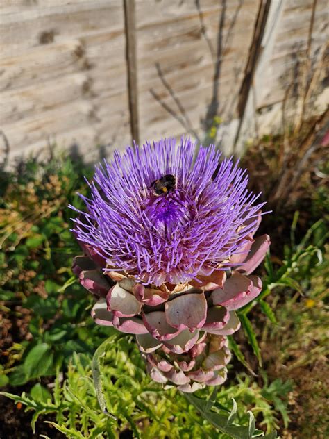 What Is Artichoke Flower at Lula Meyers blog