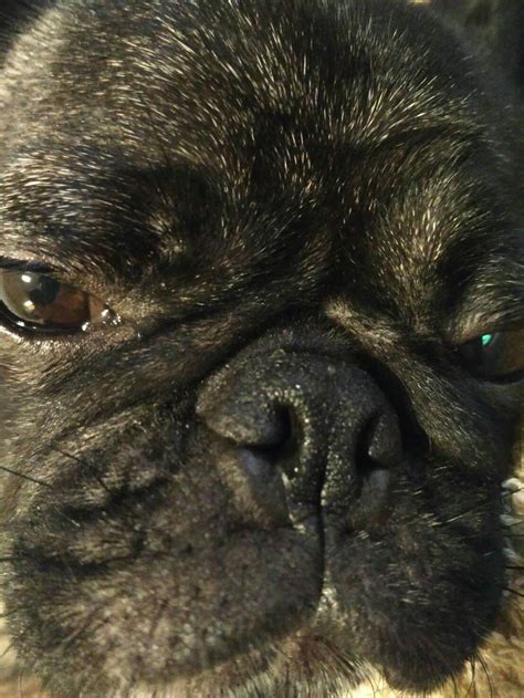 EXTREME CLOSE-UP! WHAAAAA!! EXCELLENT!!! : r/pugs