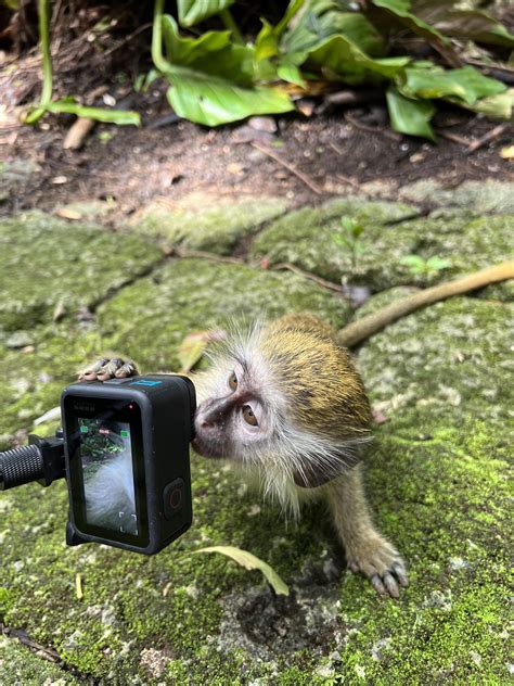 Image result for Monkey GoPro