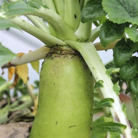 Radish Soil Ph 5.5