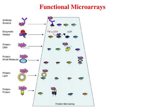 Protein Microarray Applications 的图像结果