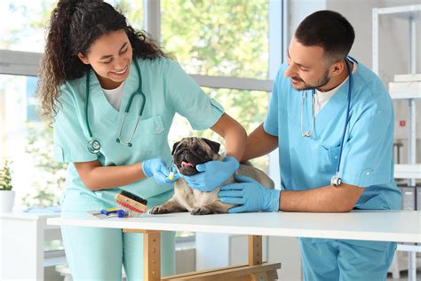 The Front Line of Animal Health: The Critical Role of Veterinary Assistants in Preventive Care ...