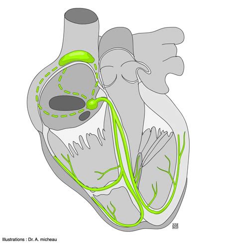 Cardiac Conduction System Unlabeled