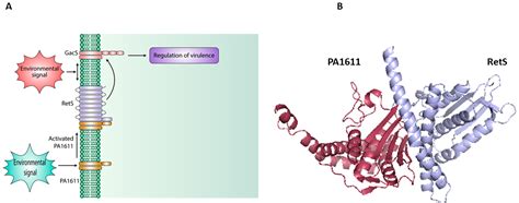 Two Component Regulatory Systems and Antibiotic Resistance in Gram ...