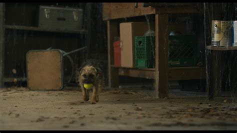 Strays (2023) Screencap | Fancaps