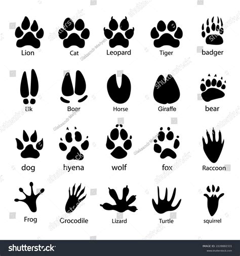 Split Hooves Animals