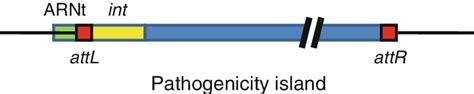 4 Illustration of a pathogenicity island integrated into a bacterial... | Download Scientific ...