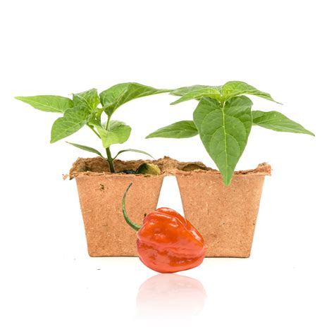 Orange Scotch Bonnet Pepper Plants – Pepper Joe’s