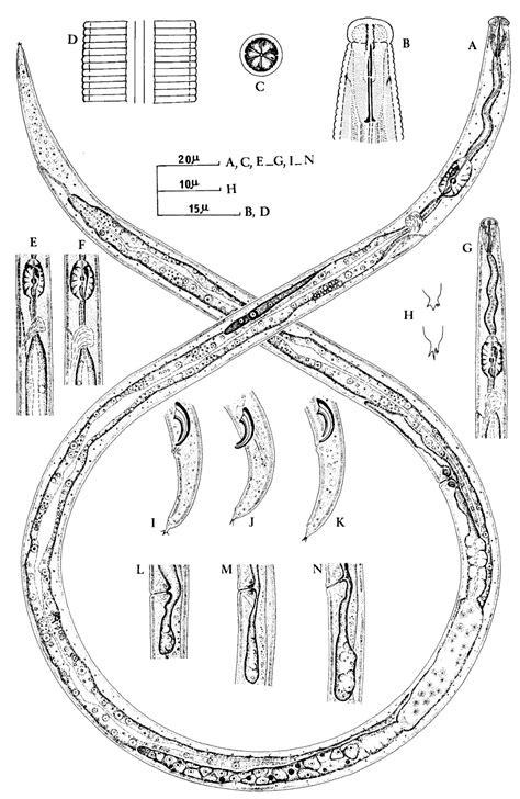 Taxonomy and Identification of Principal Foliar Nematode Species ...