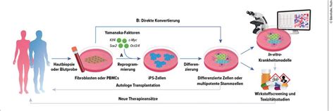 Von Blutzellen zu Stammzellen: Neue Wege der Zellreprogrammierung ...