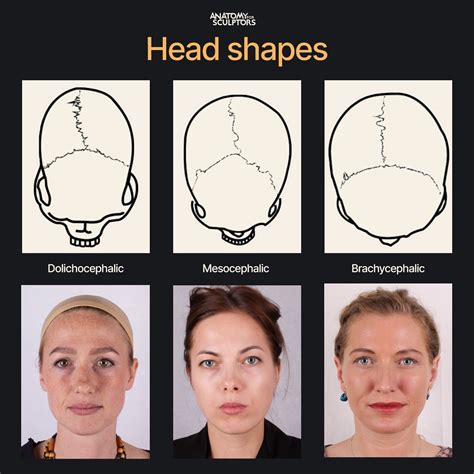 ArtStation - Head shapes