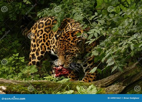 Formidable Jaguar stock photo. Image of chain, forest - 44901662