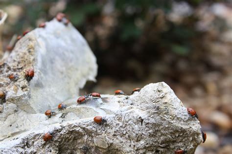 Image result for Ladybug Science