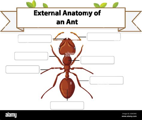 External Anatomy of an ant worksheet illustration Stock Vector Image ...