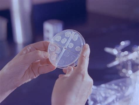 Image result for Formulation Development