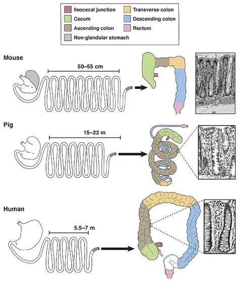 Pig Digestive System Diagram