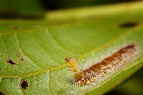 Image result for Alien Caterpillar Creature Halloween