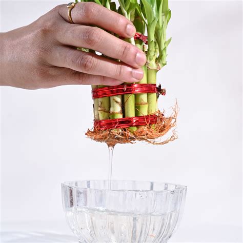 Get 2 Layer Lucky Bamboo Plant - For a Touch of Good Luck – Ugaoo