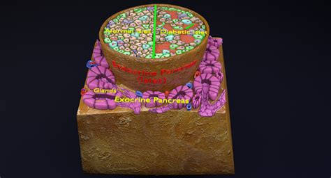 Image result for Beta Cell Structure
