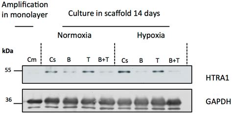Hypoxia Is a Critical Parameter for Chondrogenic Differentiation of ...