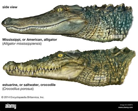 Alligator Vs Crocodile Size