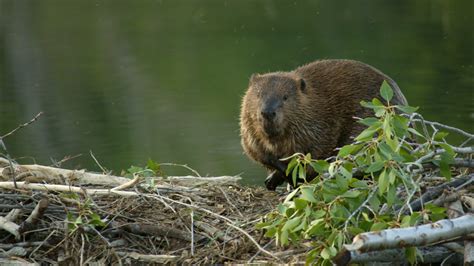 Beavers: Nature’s Architects | Grades 3-5 Science Teaching and Lesson Resources