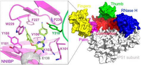 Covalently Targeted Highly Conserved Tyr318 to Improve the Drug ...