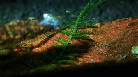 How Tall Do Java Moss Grow 的图像结果