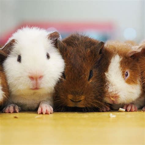 Types Of Guinea Pigs With Pictures | atelier-yuwa.ciao.jp