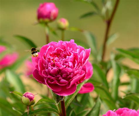 Karl Rosenfield Peony Planting