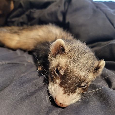 D.I.P Capone. I will miss you. : r/ferrets