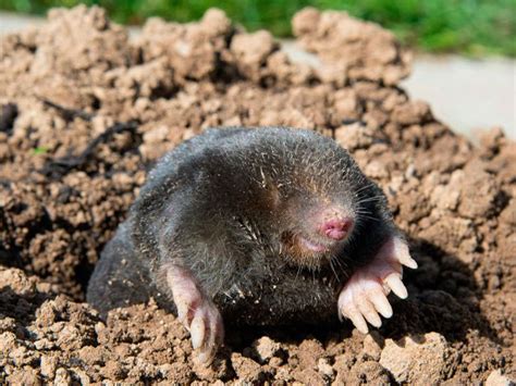 Image result for Mole Problem Solving