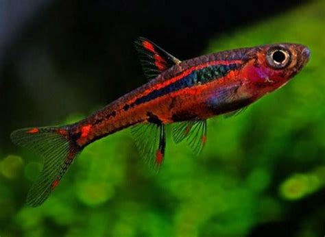 Chili Rasbora (Boraras brigittae)(Pair) – Best4Pets