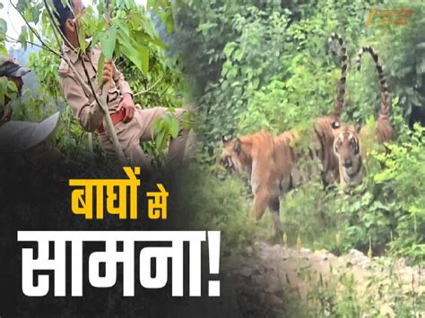 Ramnagar News: जंगल में गश्त पर निकले वन कर्मी, अचानक हो गया 3 बाघों से ...