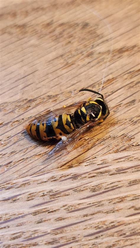 Seeking Help on Queen Yellow Jacket Identification : r/bee