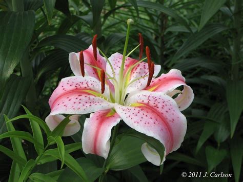 Stargazer Lily Wallpapers - Wallpaper Cave