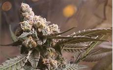 purple urkle strain purple urkle cannabis strain information leafly purple urkle strain purple urkle cannabis strain information leafly