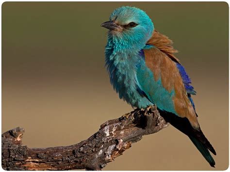 IBERIAN NATURE - SERVICIO DE GUIAS DE NATURALEZA (2026) All You Need to ...