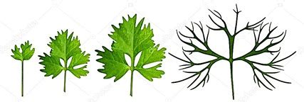 From the following diagram select that plant whose leaves show this ...