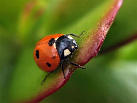 Macles Lady Bug 的图像结果