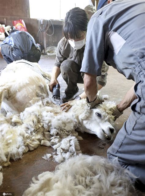脱掉“毛衣”好度夏，淮安动物园9只羊驼集中“脱毛”_腾讯新闻