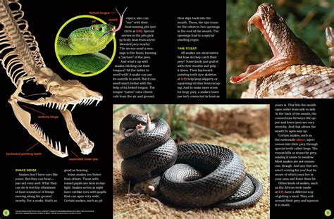 Do Snakes Have Good Hearing