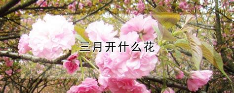 【阳春三月】桃花开啦 - 天府摄影 - 天府社区