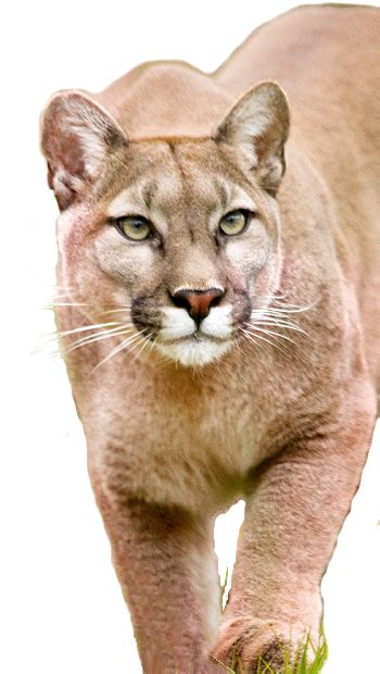 Image result for Animal Images On Python Program