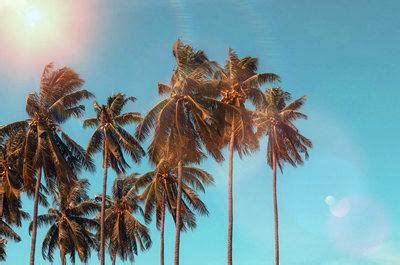 梦见椰子树 - 做梦梦到椰子树是什么意思 - 吉名屋