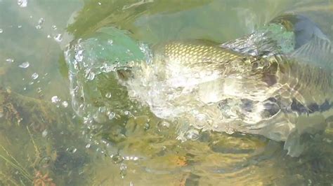 Smallmouth Bass Wallpaper (52+ images)