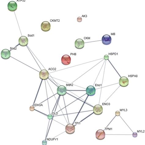 Image result for STRING Protein Interactions