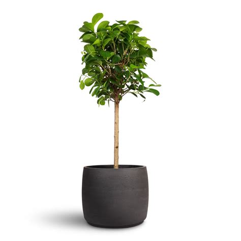 Ficus microcarpa Moclame - Indian Laurel - Straight Stem | Hortology ...