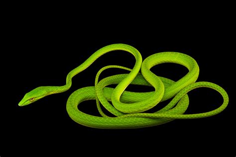 Asian Vine Snake (Ahaetulla prasina praeocularis) - Joel Sartore